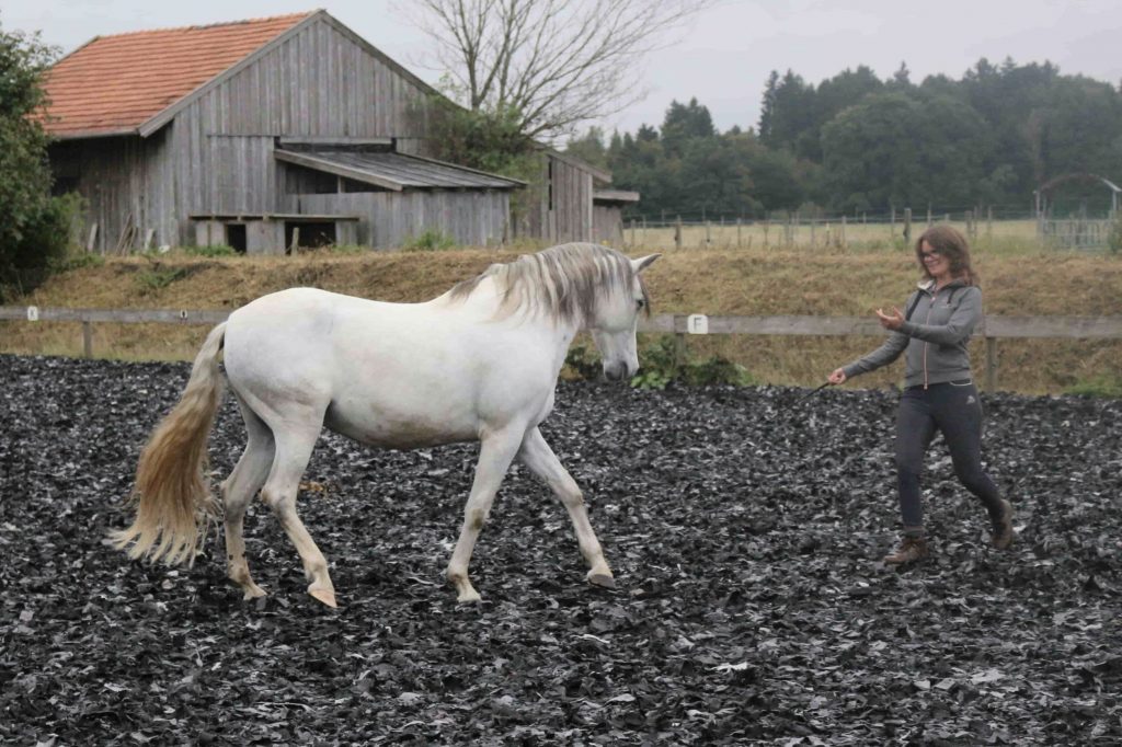 Frau macht Freiheitsdressur mit Pferd